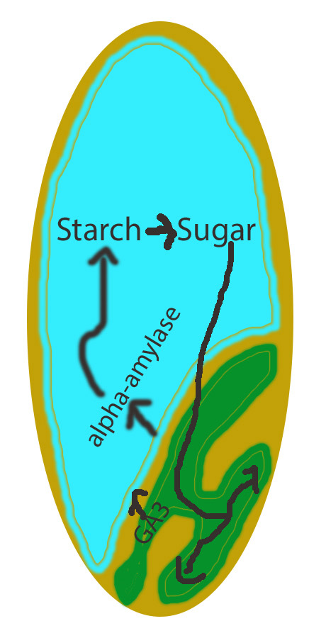 A diagram showing the germination process of a wheat seed.